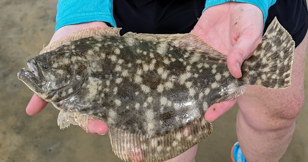 Южная камбала (Paralichthys lethostigma) или Southern flounder