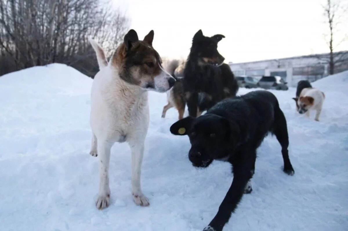    Прокуратура потребовала открыть приют для собак в Тиличиках на Камчатке