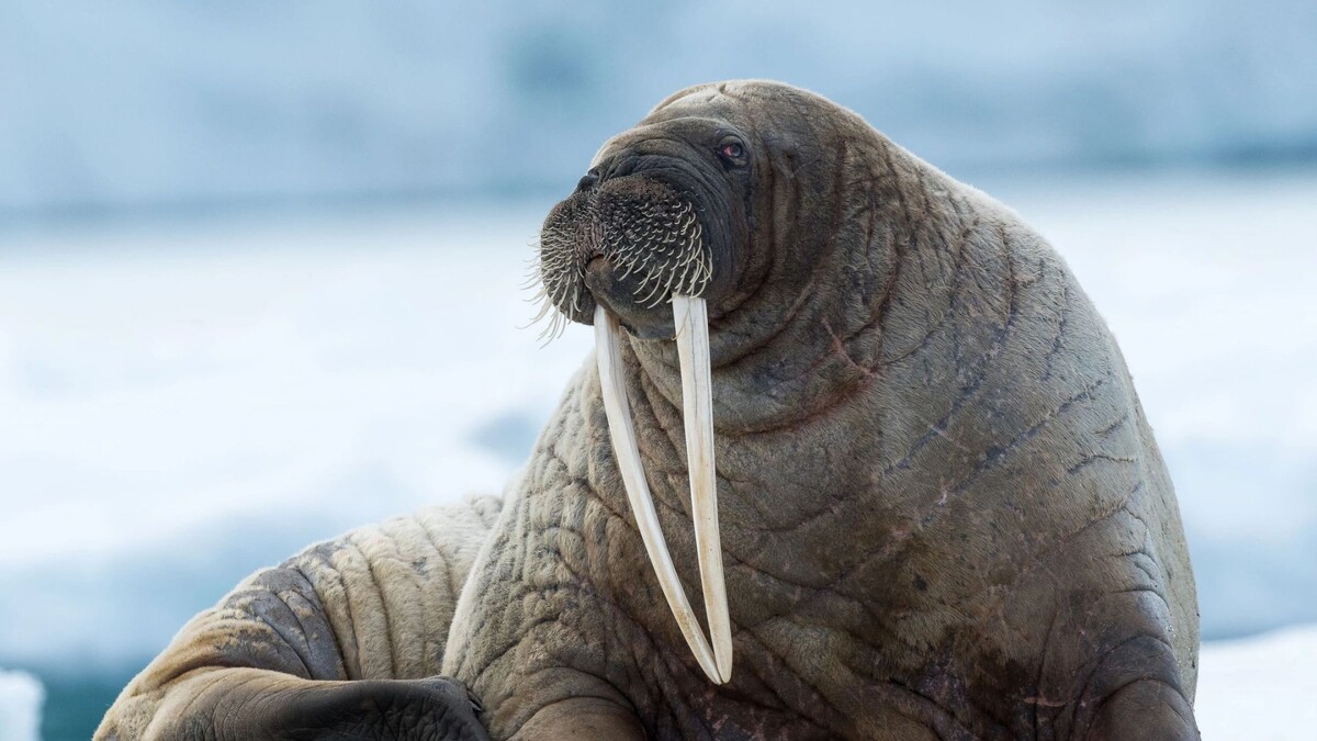    Фото: Mats Brynolf/Shutterstock/Fotodom