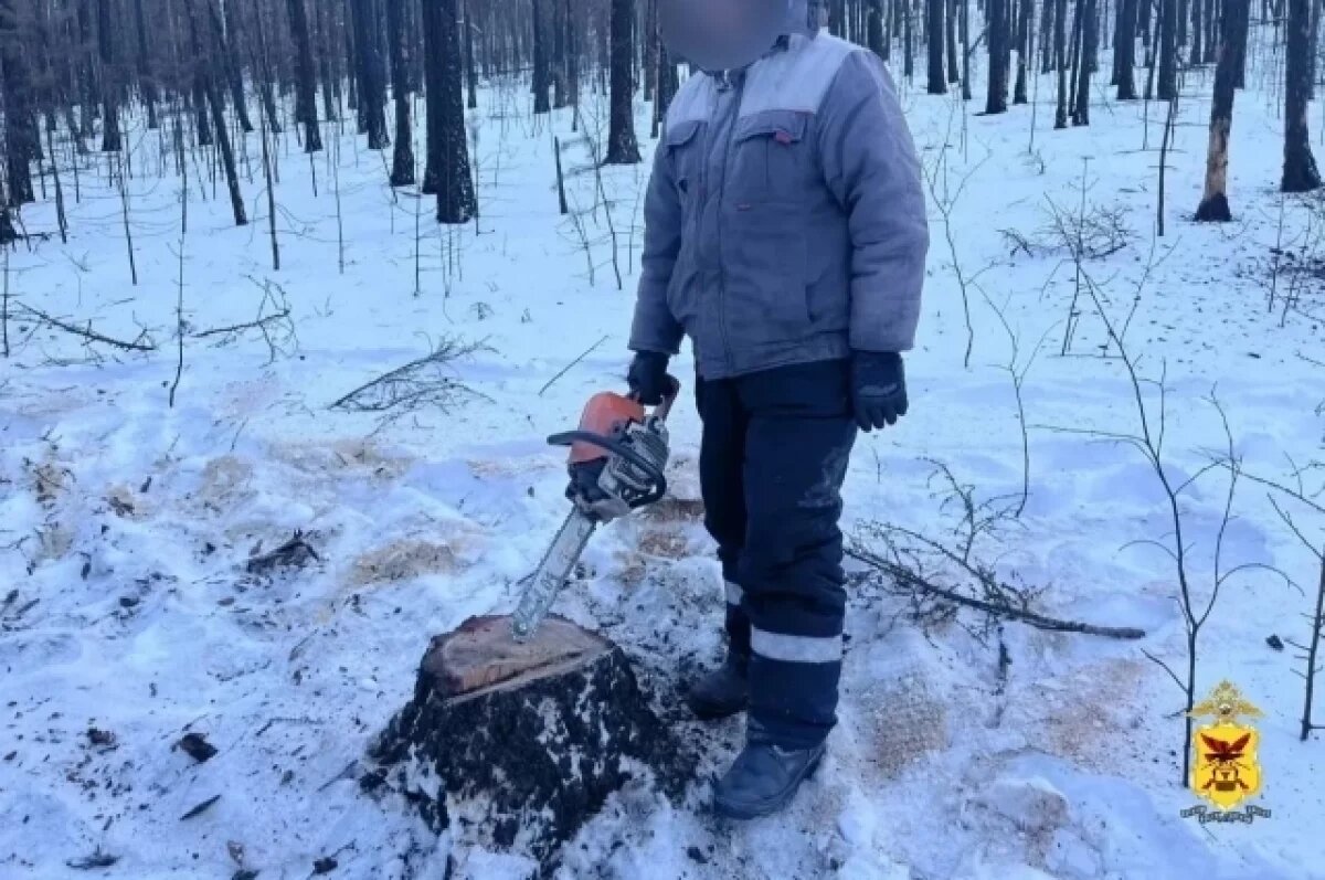    «Черного лесоруба» задержали с поличным под Читой