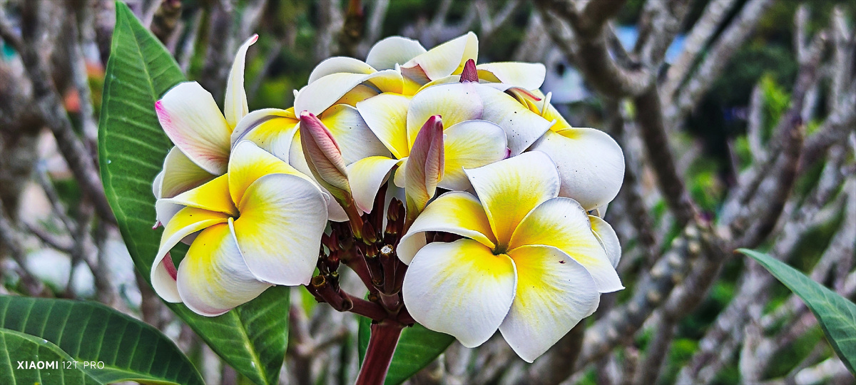 Цветущее дерево.