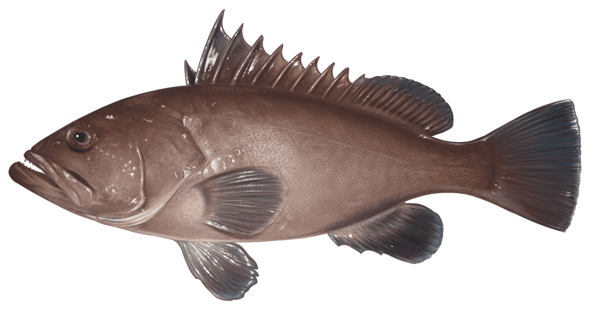 Hyporthodus nigritus