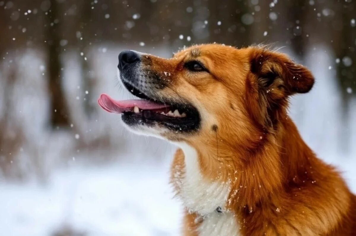    Снег и похолодание: какая погода будет в Хабаровском крае 18 февраля