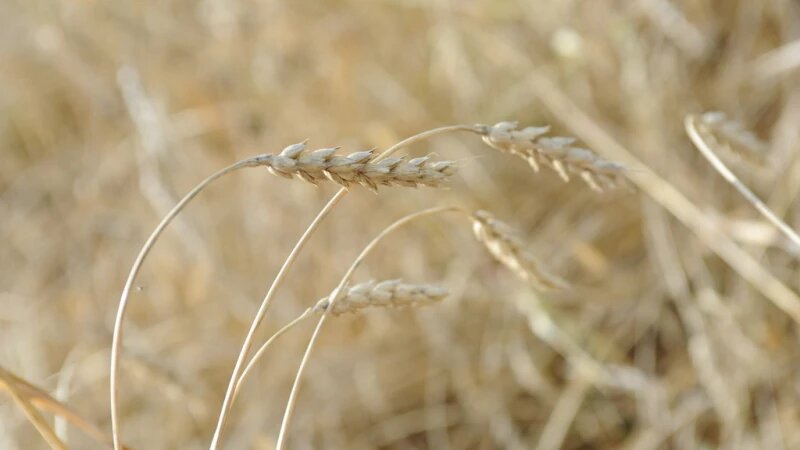     Поля. Алтайский край. Сельское хозяйство. Урожай. Пшеница. Дмитрий Лямзин