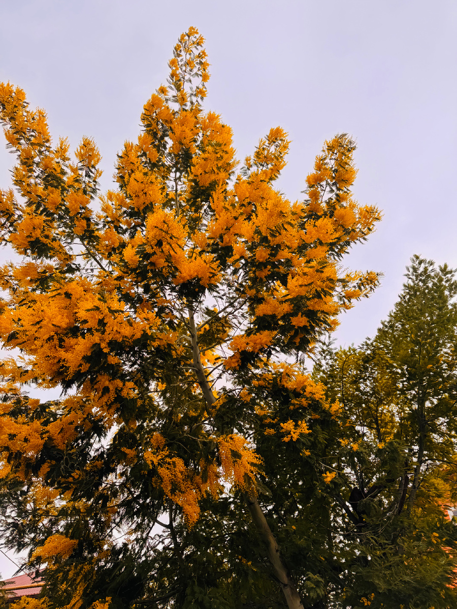 Куст мимозы высота 3-4 метра