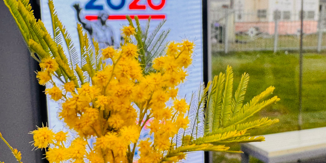 Мимоза из Абхазии , золото весны