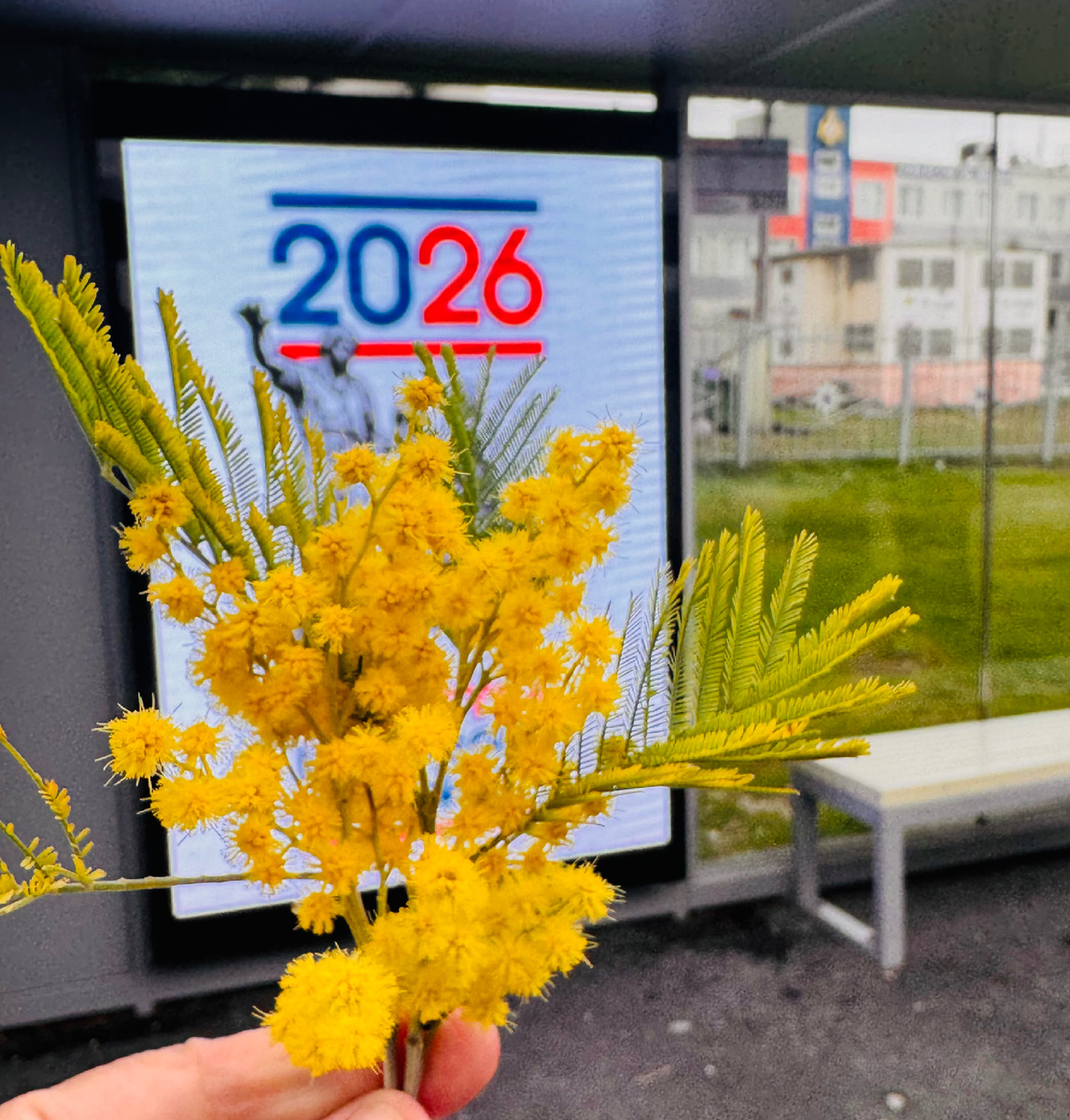 Веточка мимозы