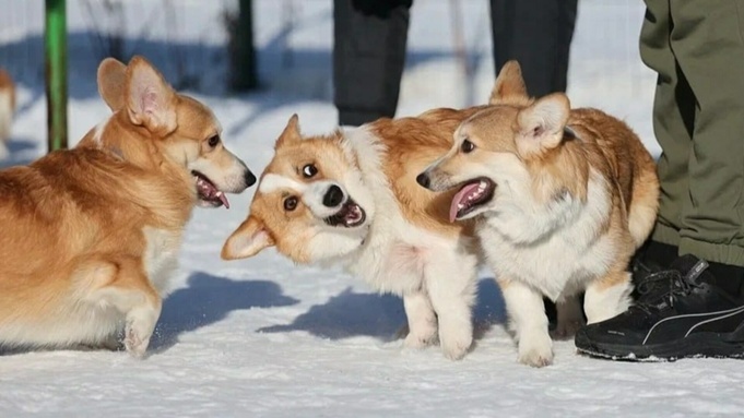 Листайте вправо, чтобы увидеть больше изображений