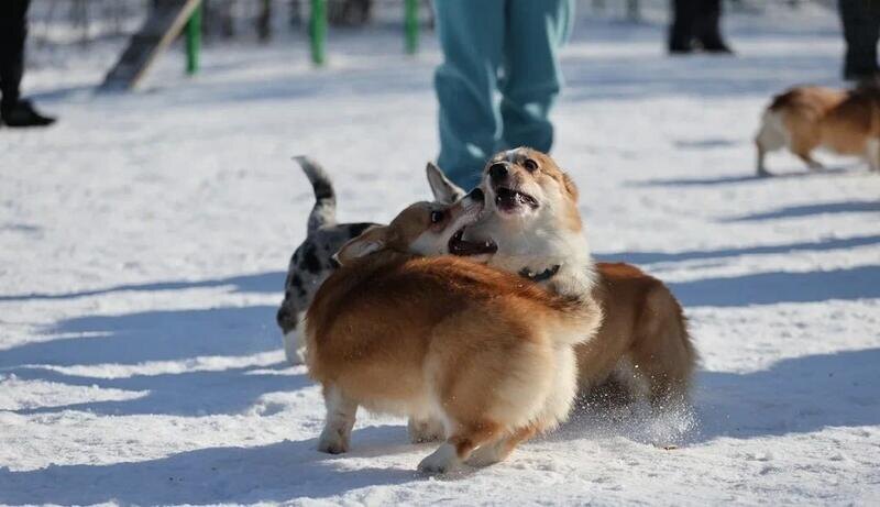 Листайте вправо, чтобы увидеть больше изображений