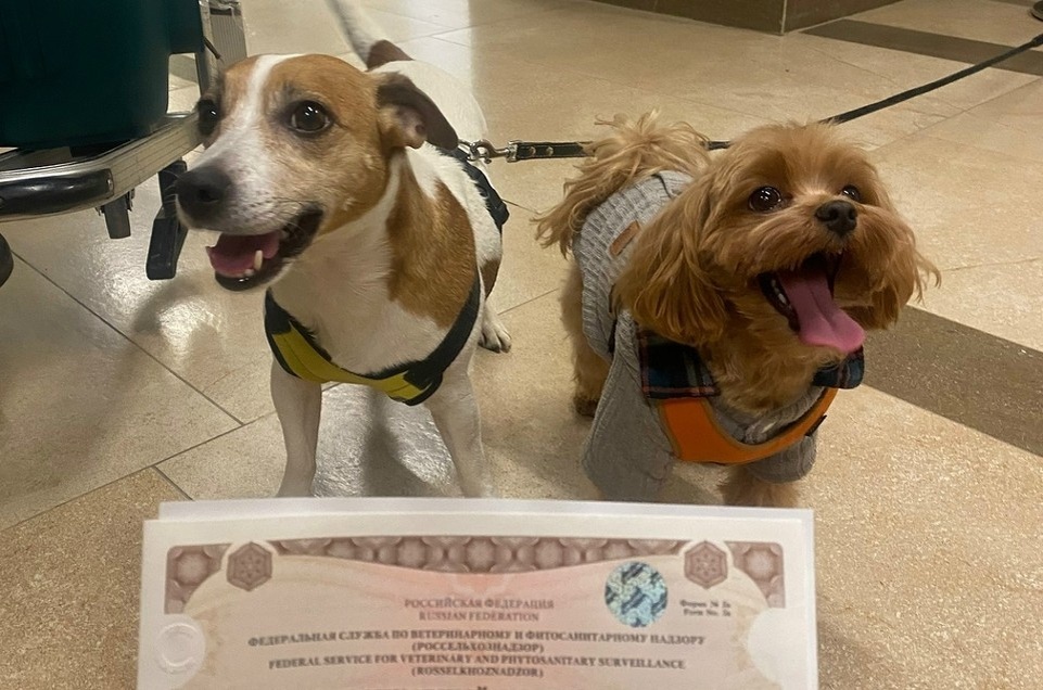    Три кошки и две собаки улетели из Красноярска вместе с хозяевами. Фото: краевой Россельхознадзор