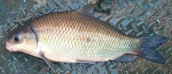 Буффало, фото из Яндекс картинки.