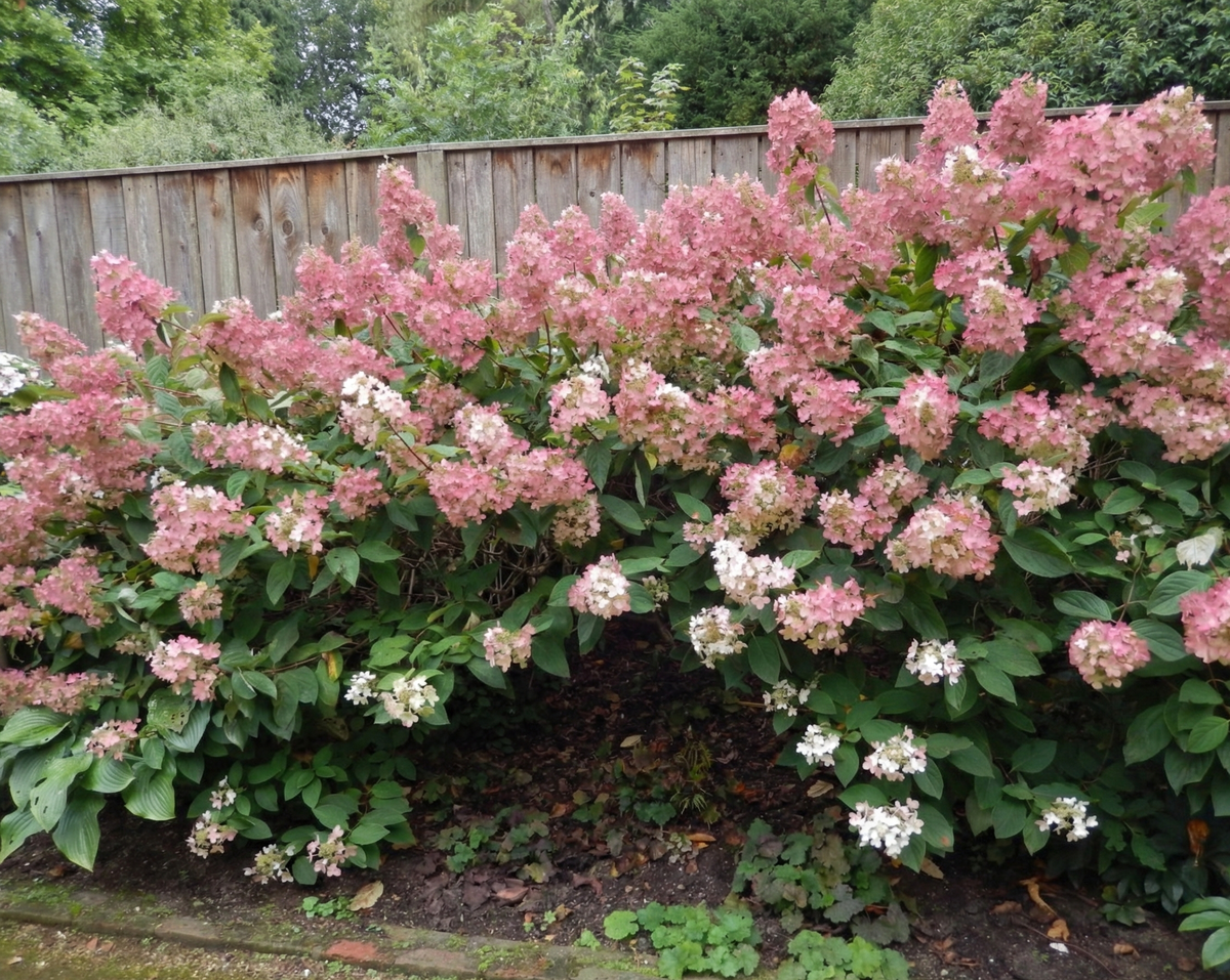 Гортензия сорта Фантом (Phantom)