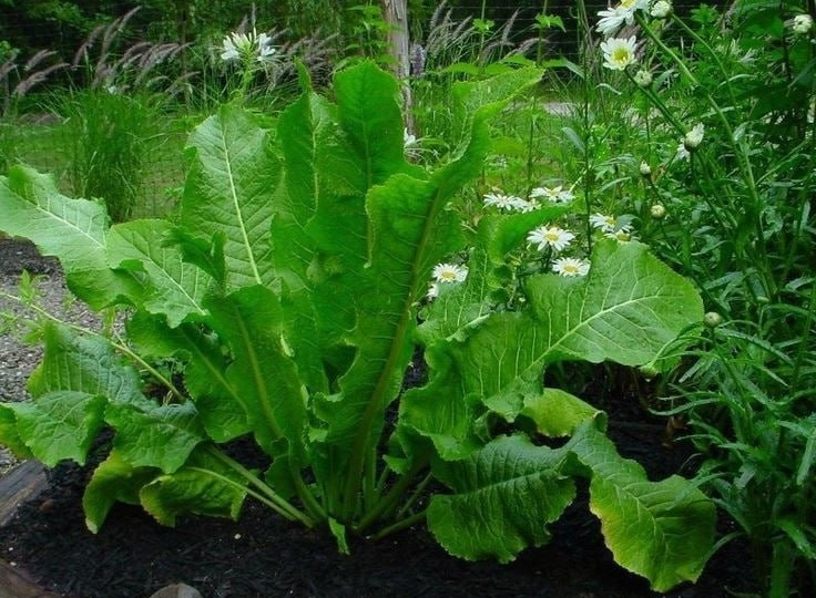 Хрен: не сорняк, а ценный корень