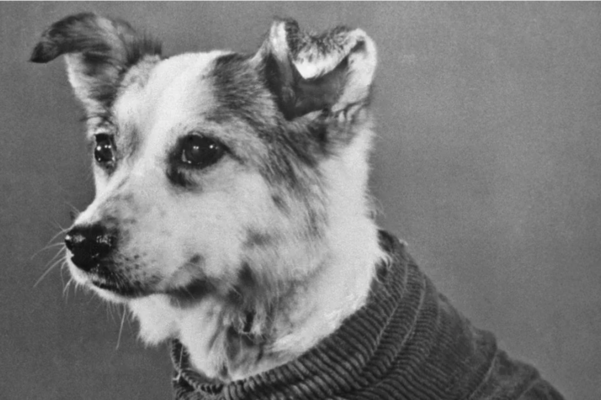 Собака Звездочка