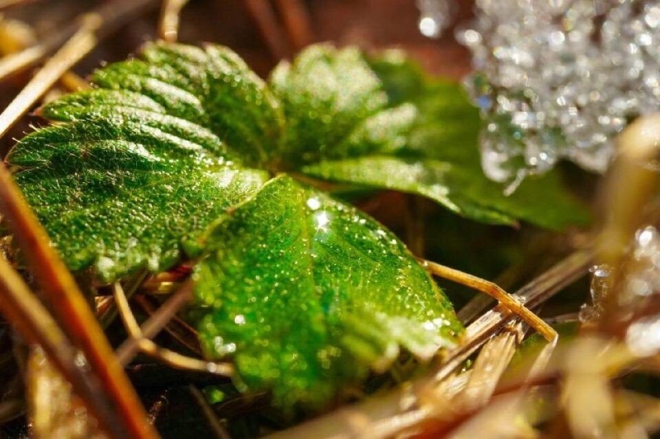    Зеленые растения посреди зимы в Алтайском заповеднике. Источник: Роман и Татьяна Воробьевы / Алтайский заповедник