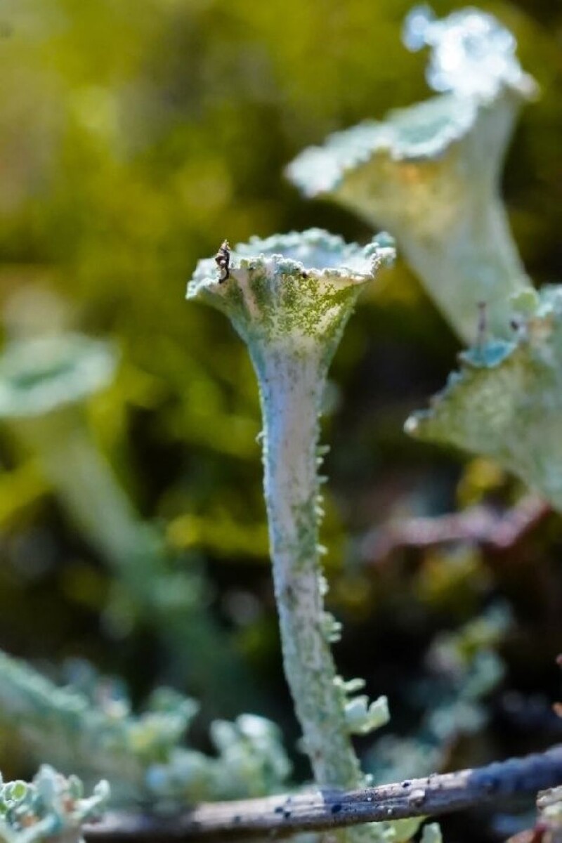    Зеленые растения посреди зимы в Алтайском заповеднике. Источник: Роман и Татьяна Воробьевы / Алтайский заповедник