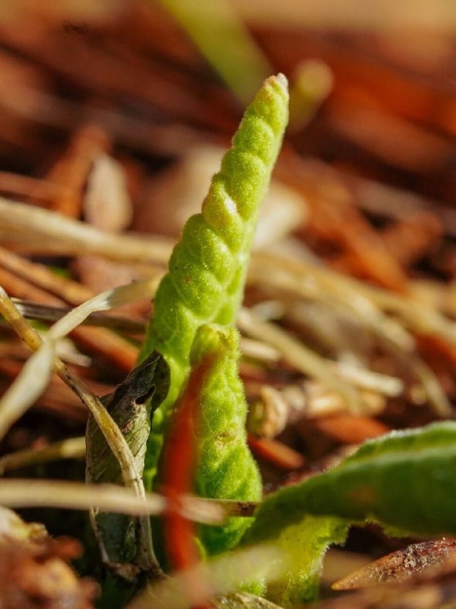    Зеленые растения посреди зимы в Алтайском заповеднике. Источник: Роман и Татьяна Воробьевы / Алтайский заповедник