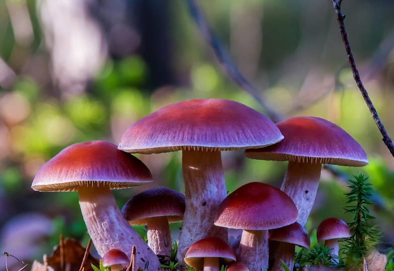 Могут ли учёные создавать новые виды грибов?