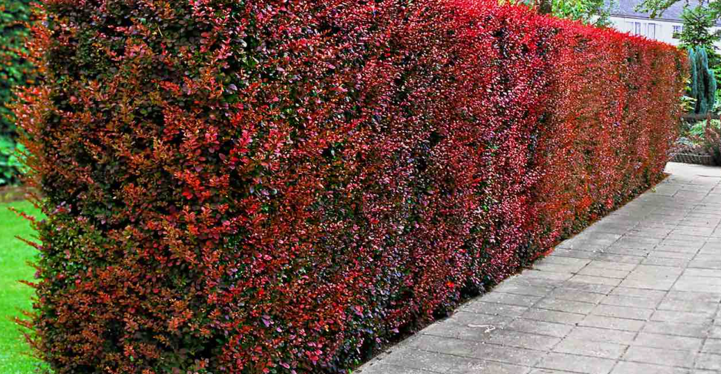 Даже соседи будут в восторге от такого «живого» забора. 10 кустарников для изгороди, плюсы и минусы