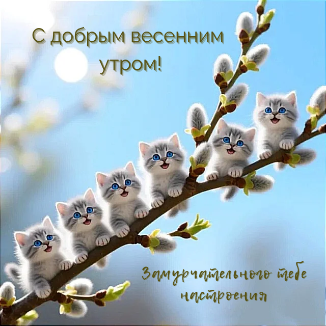 С добрым весенним утром! Верба с котиками.