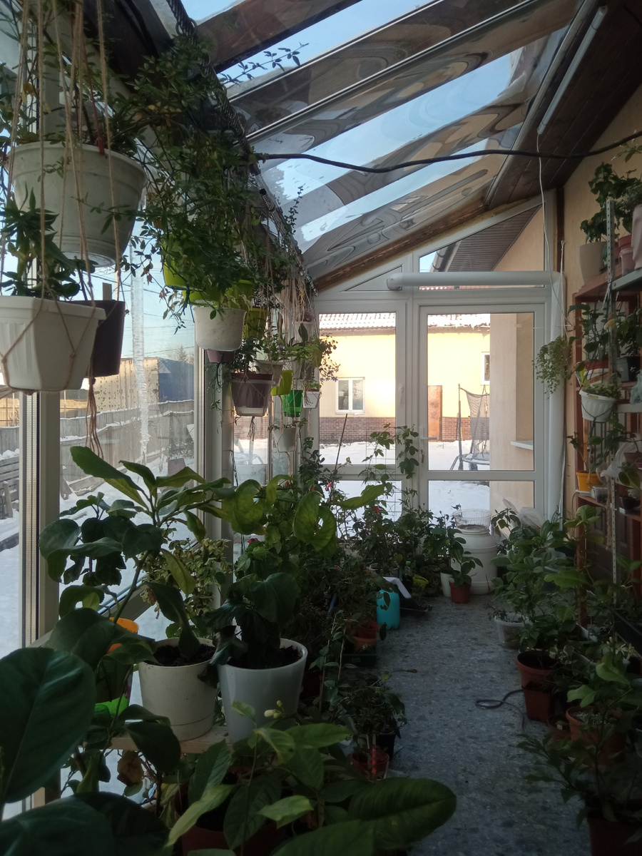 Большая часть моей коллекции выращена из веточек, т. е. черенков.