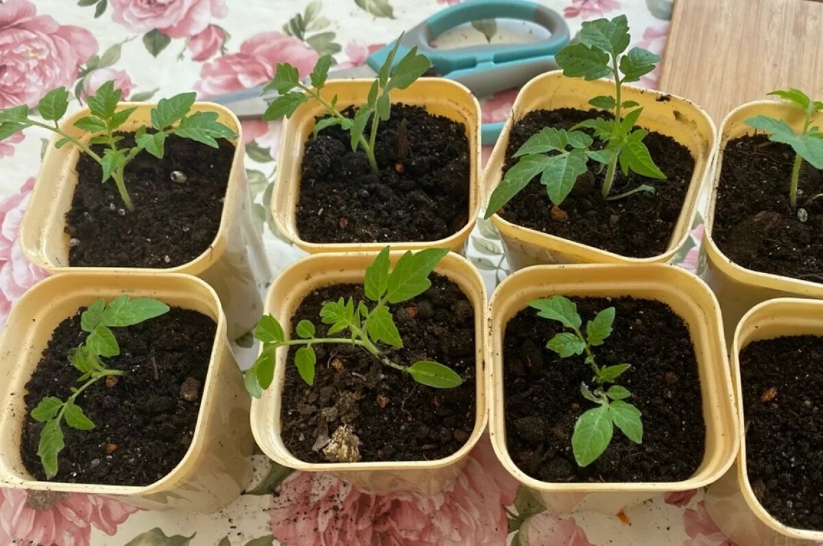    Зелёный подоконник.