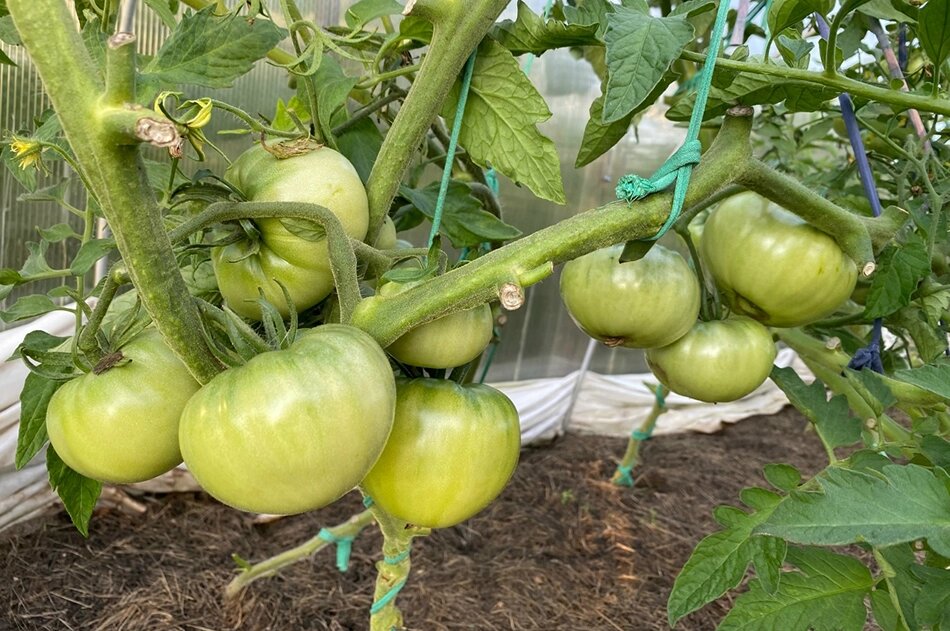    Зная нехитрые правила, из маленьких росточков на подоконнике можно вырастить большой и сочный урожай томатов в огороде. Фото: Из личного архива/ Светлана Шестова