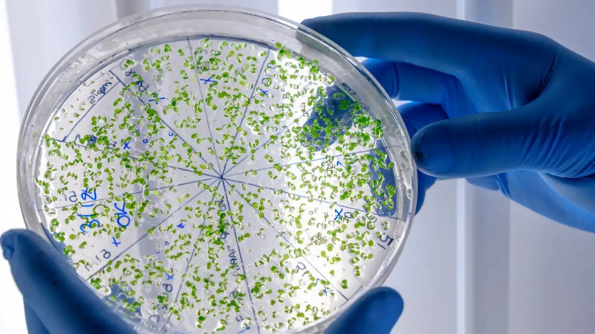    Бактерии. © freepik.com/wirestock