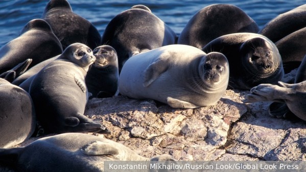     Фото: Konstantin Mikhailov/Russian Look/Global Look Press    
 Текст: Катерина Туманова