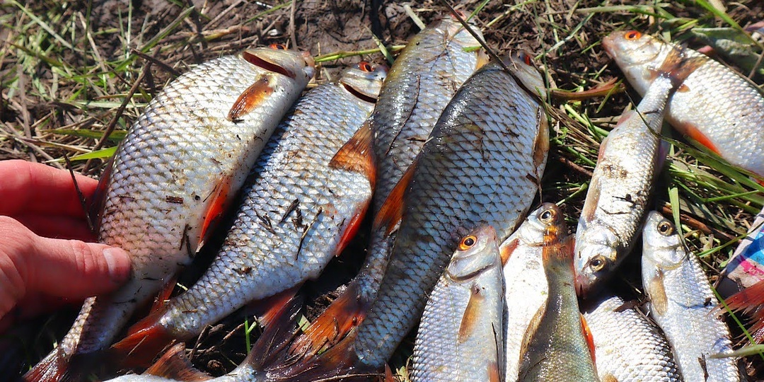 Когда начинает клевать плотва весеой? Когда знаменитый жор плотвы весной?