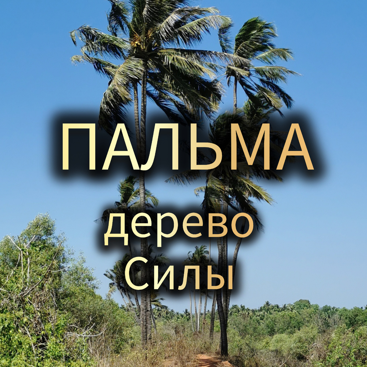 Маржена Горбова и Зеркала 