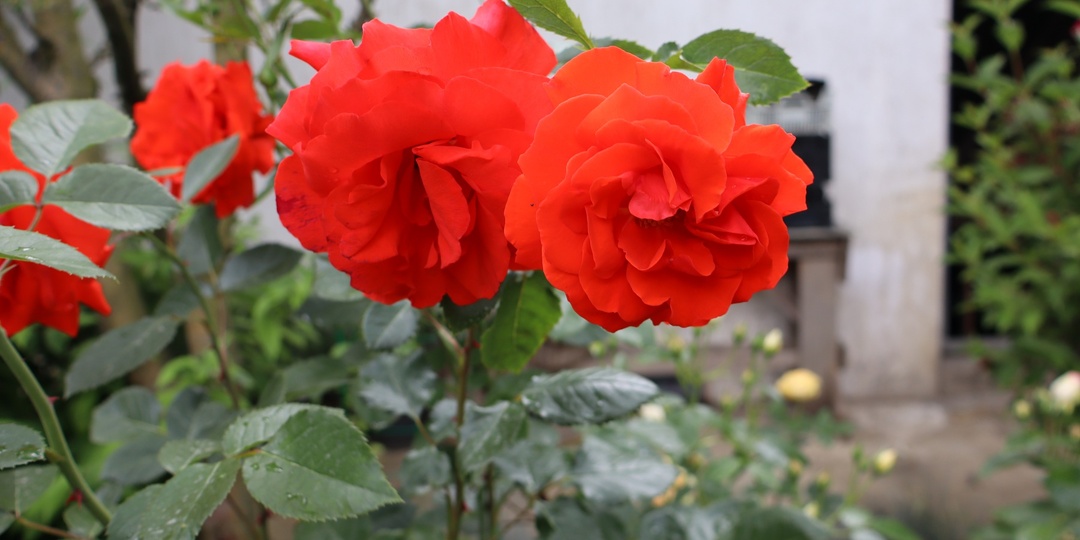 Уникальность розы Кордес Бриллиант. Или недостаток?