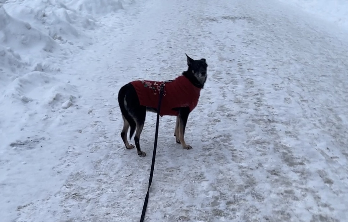 Это я, как раз, на прогулке 😁 Веду своего человека домой! А то разгулялся он, видите ли, в мороз 🥶😅