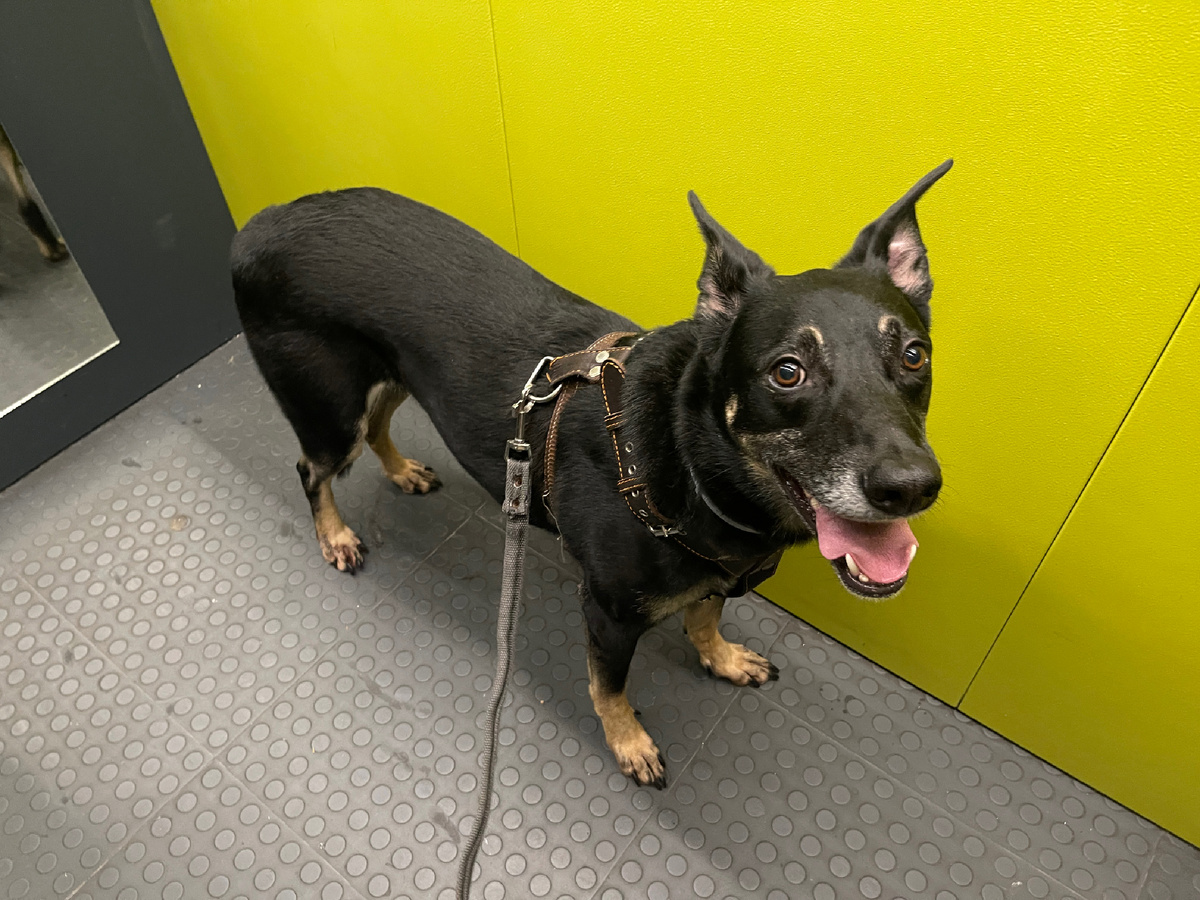 Ну а когда мне удается победить и сразу уйти домой после моих собачьих дел, я стою в лифте вот с такой довольной мордой 😁!