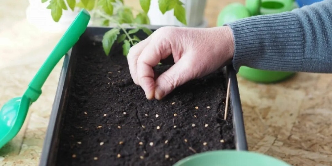 Как правильно сажать томаты на рассаду в конце февраля - марте? Секреты профессионального садовода.