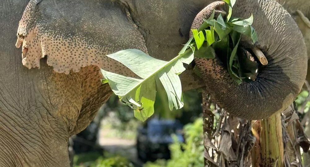 Достопримечательности Пхукета: что посмотреть, куда поехать и как спланировать маршрут