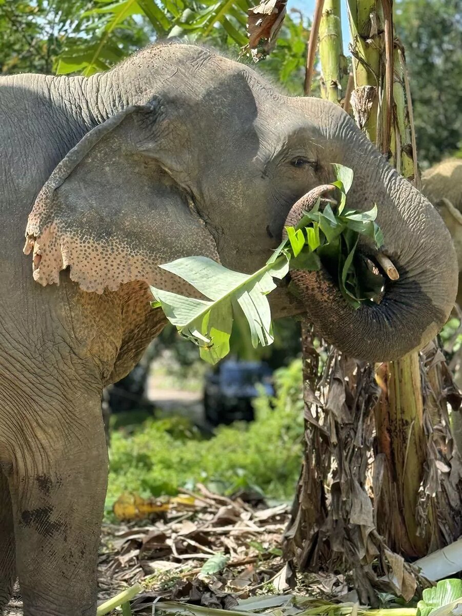 Hidden Forest Elephant Reserve – Sanctuary in Phuket