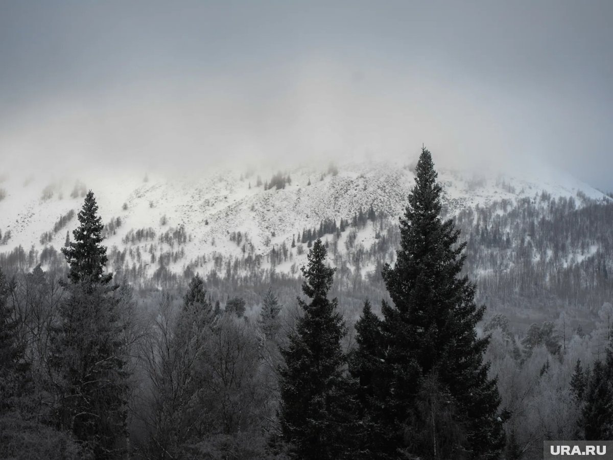     Наталья Панфилова заявила, что заблудилась в лесу