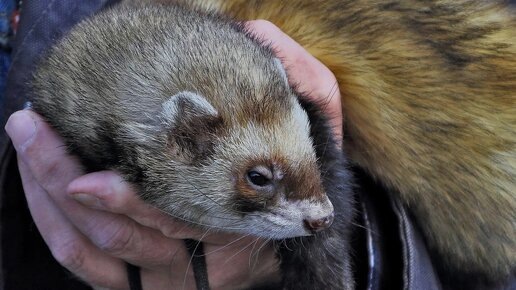 Блестящий мех и светлая подпушь — визитная карточка гибрида.