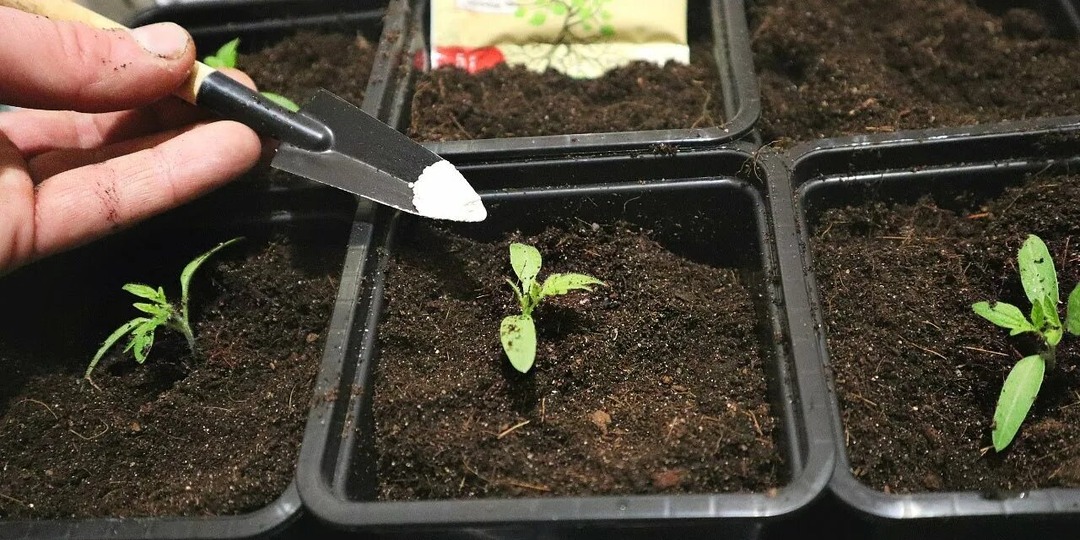 Расскажу вам по-простому, что я делаю чтобы земля под рассаду живая была, здоровая, и никакая черная ножка к росткам не пристала.