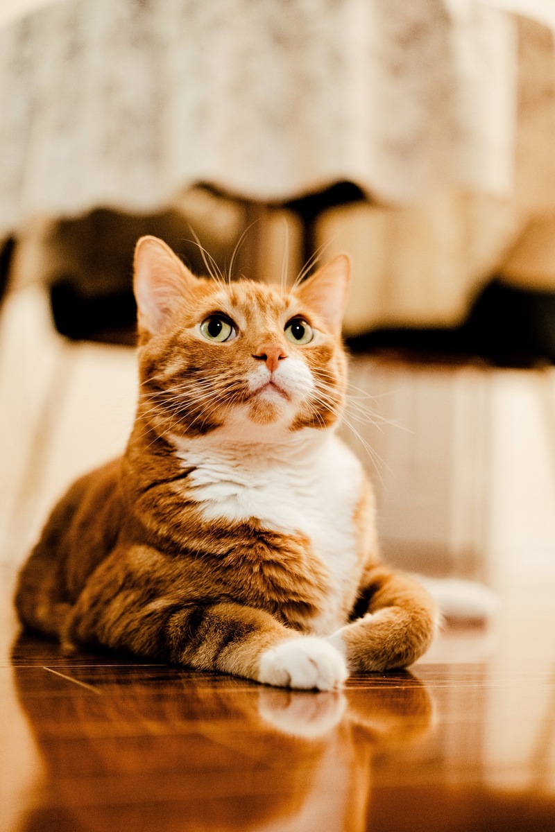    Фото несет иллюстративный характер