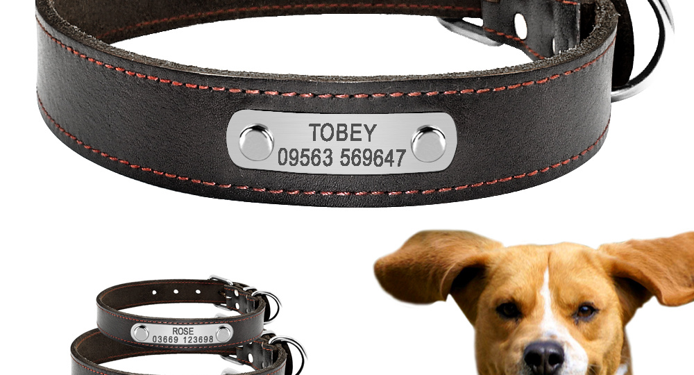 Ошейники для собак, виды, особенности
