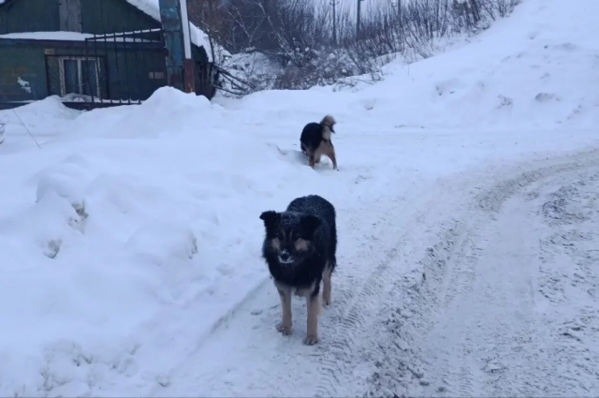    В Томске согласовали пикет из-за массовой гибели собак