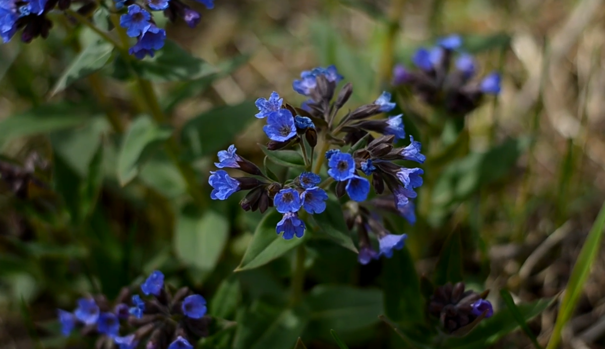 Медуница. Рудничный бор, г. Кемерово