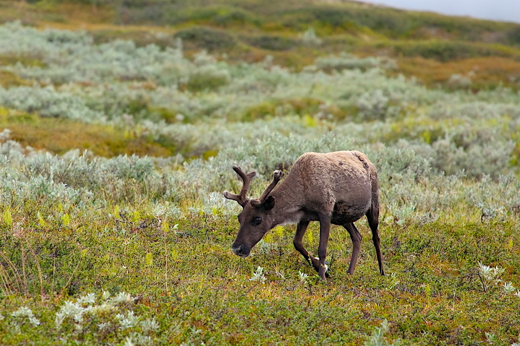 Фото: Андрей Подкорытов / GeoPhoto