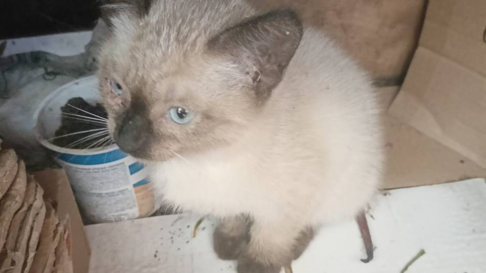 Котенок с сожженным хвостиком передает привет из дома!