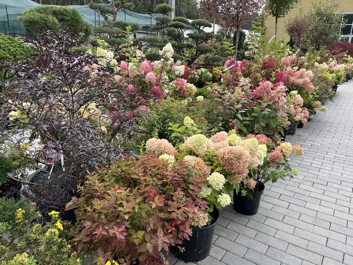 Гортензии в питомнике на торговой площадке