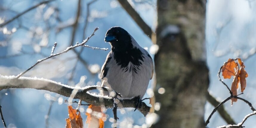    Алёна Бобрович