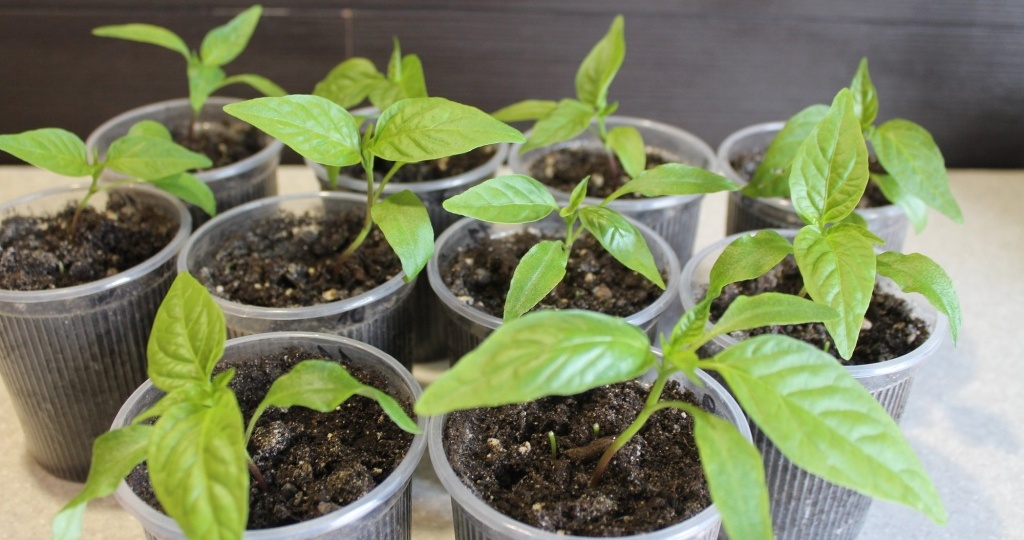 График подкормки рассады перцев и баклажанов