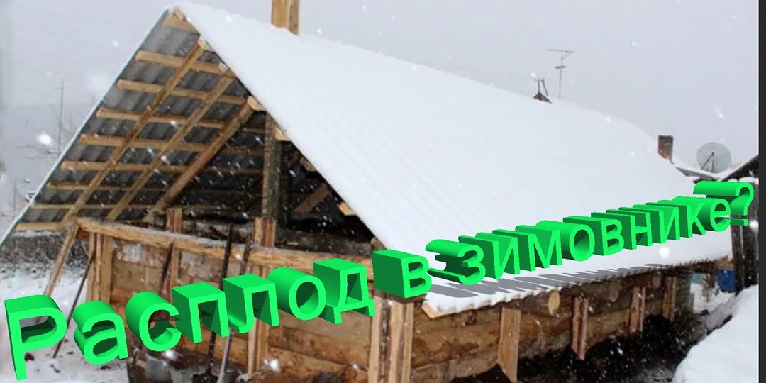 Расплод в зимовнике: Радоваться или паниковать? Мнение профессора